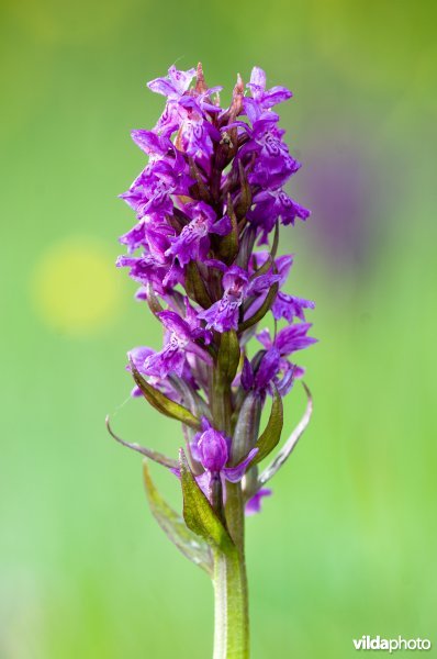 Bloeiende brede orchis