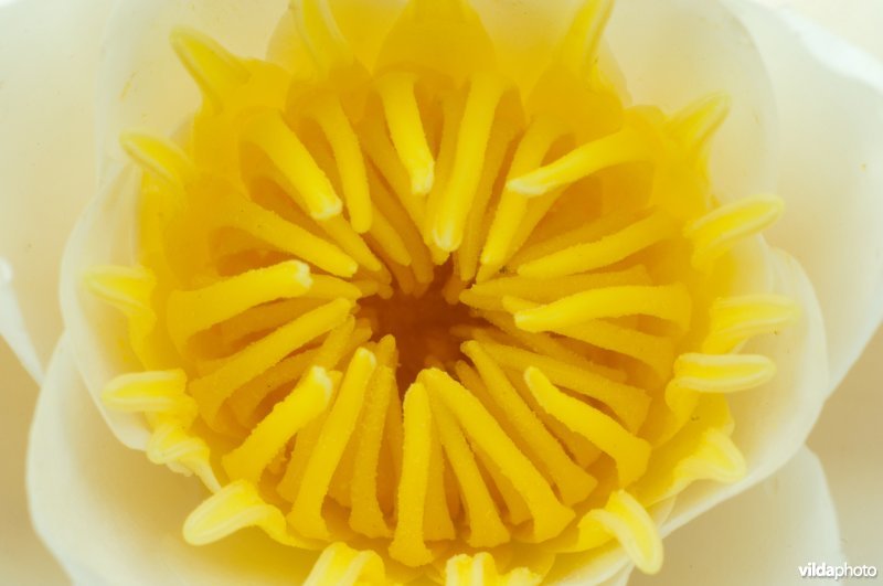 Witte waterlelie