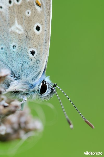 Detail van icarusblauwtje
