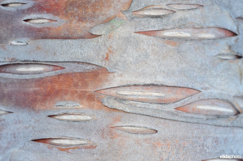 Schors van Zachte berk