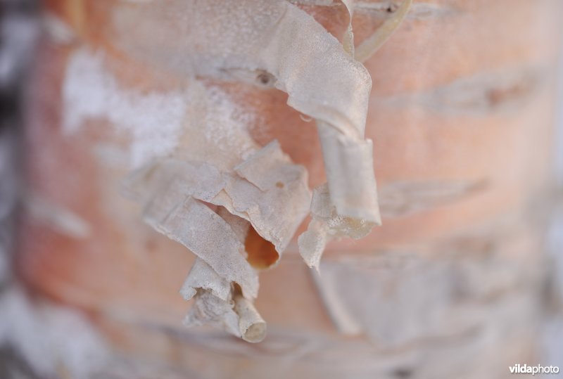 Schors van Zachte berk