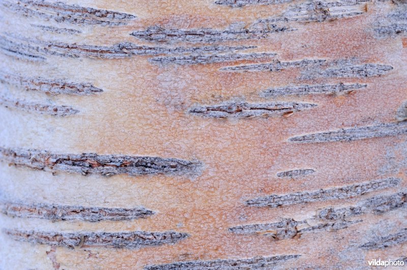 Schors van Zachte berk