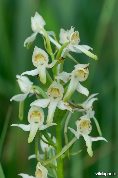 Bergnachtorchis