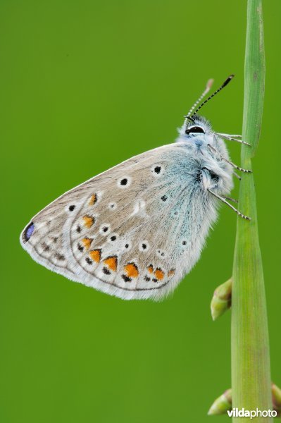 Icarusblauwtje op bevertjes