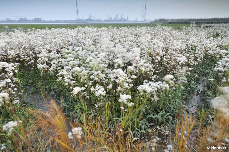 Uitgebloeide Zeeaster in Ketenisseschoor