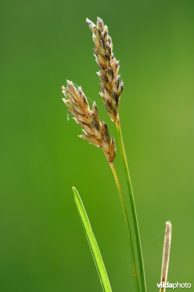 Aartjes van blauwgras
