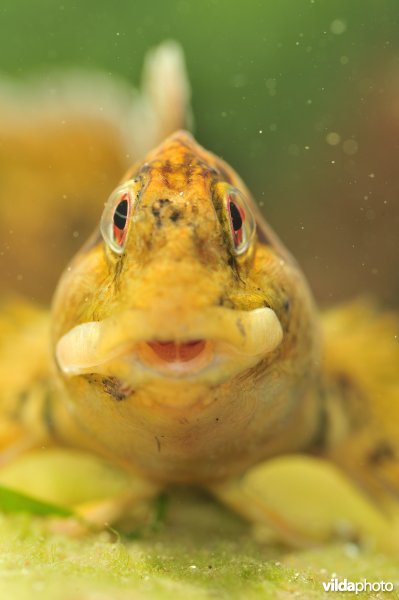 Steenslijmvis