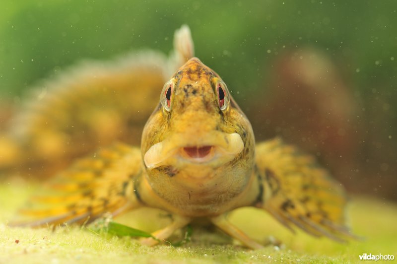 Steenslijmvis