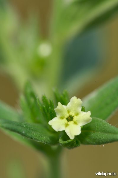 Bloem van glad parelzaad