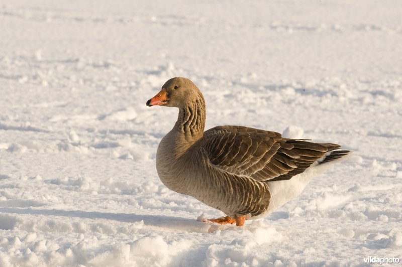 Grauwe gans