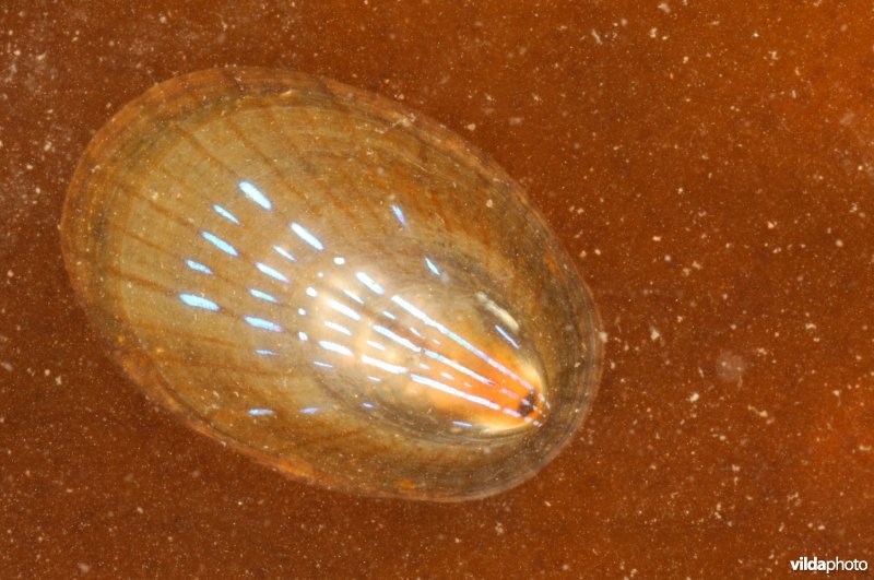 Blauwgestreepte schaalhoren