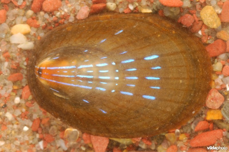 Blauwgestreepte schaalhoren