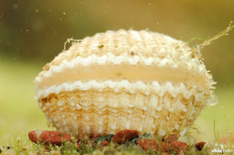 Scheve hartschelp