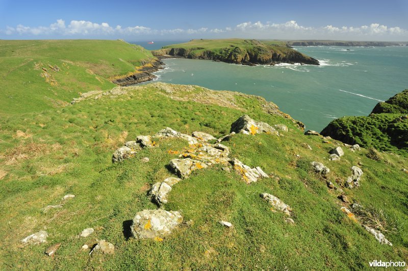 Skomer
