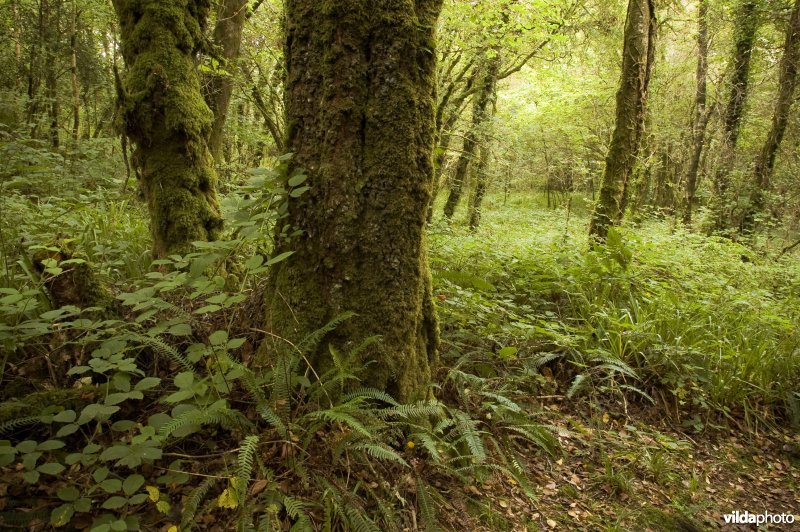 Dubbelloof in een vochtig bos