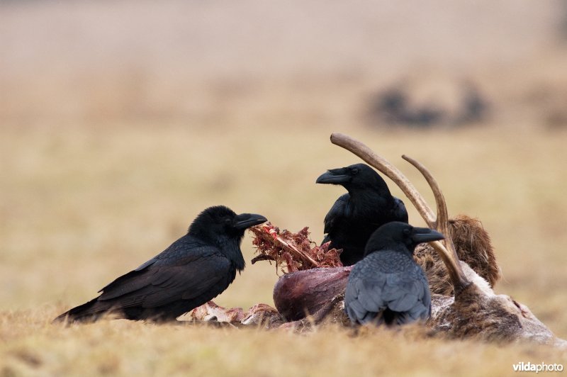 Raven bij hertenkarkas