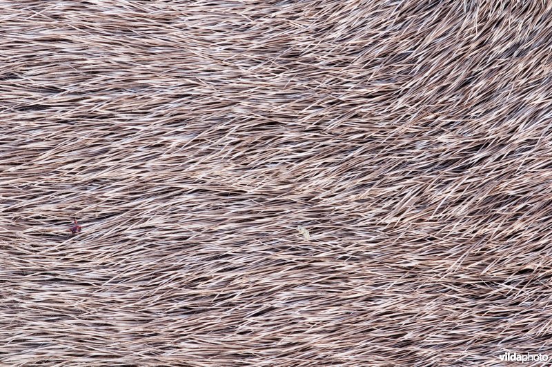 Detail van de vacht van edelhert