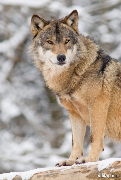 Portret van Wolf