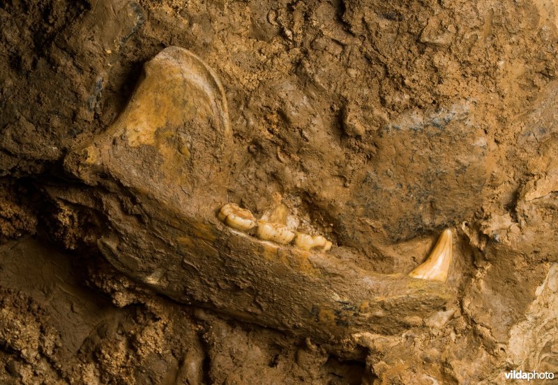 Restanten van deze grote berensoort uit het Pleistoceen zijn geconserveerd in een kleipakket in de Krizna Jama, Sloveni?