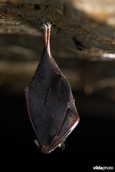 Overwinterende kleine hoefijzerneus