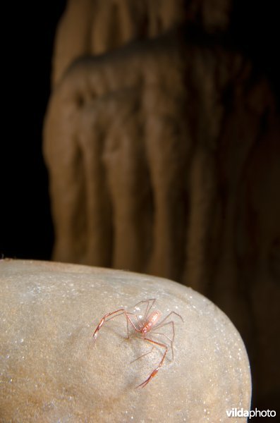 Grottenpseudoschorpioen