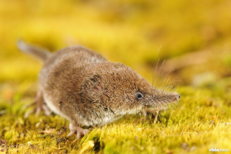 Dwergspitsmuis