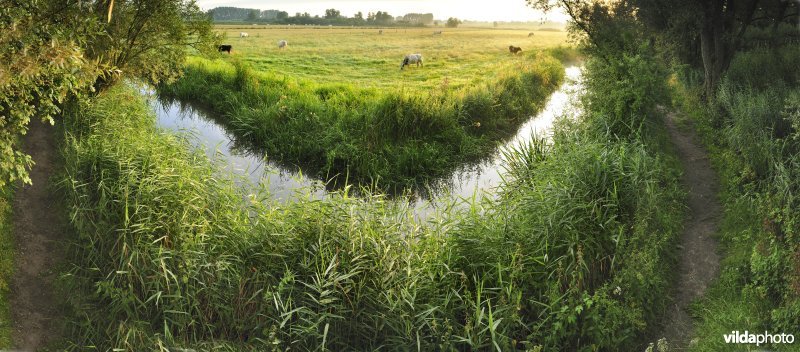 Wandelpad en weiden rond de Blankaart