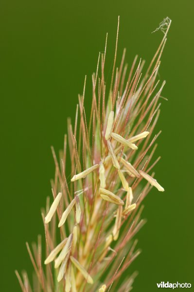 Bloeiaren van Veldgerst