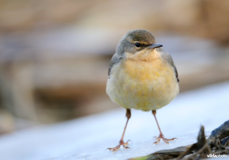 Grote gele kwikstaart