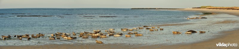 Strand met zeehondenkolonie