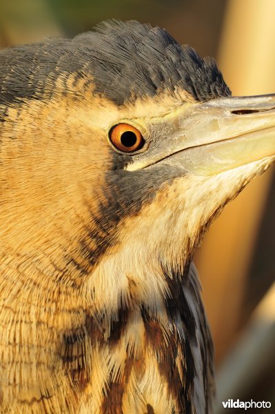 Close-up Roerdomp