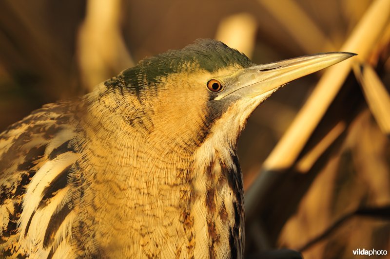 Roerdomp tussen het riet