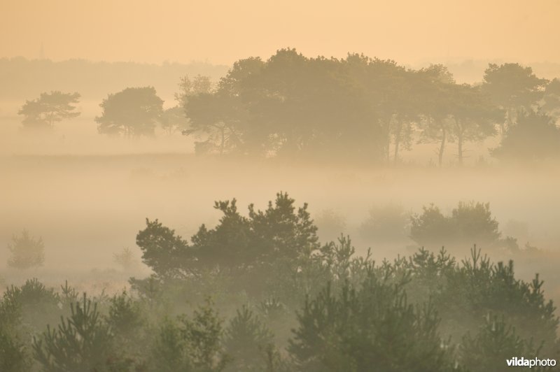 Groot schietveld