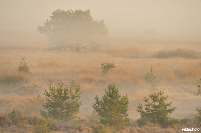 Groot schietveld