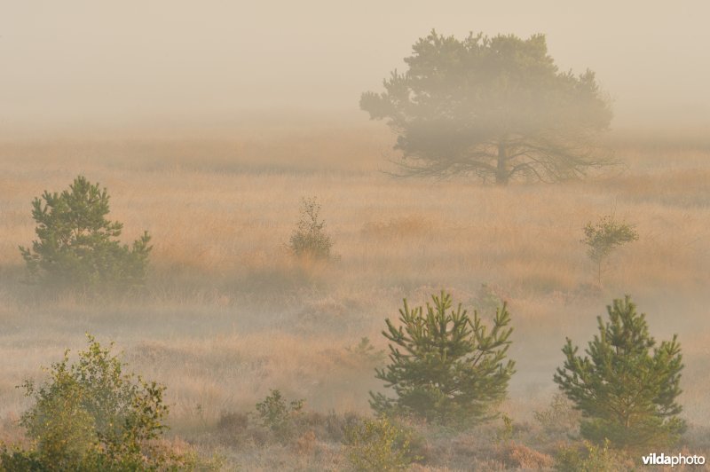 Groot schietveld