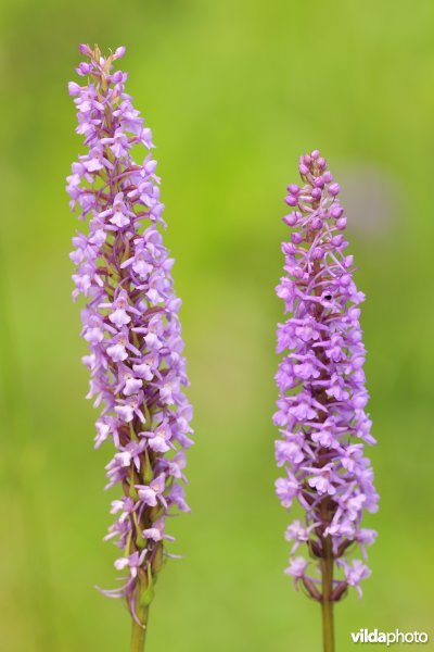 Grote muggenorchis