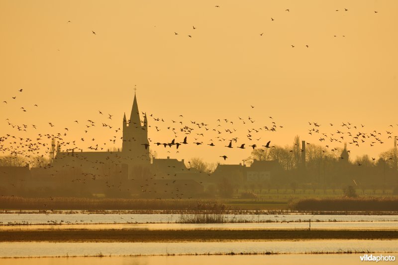 Noordschotebroek