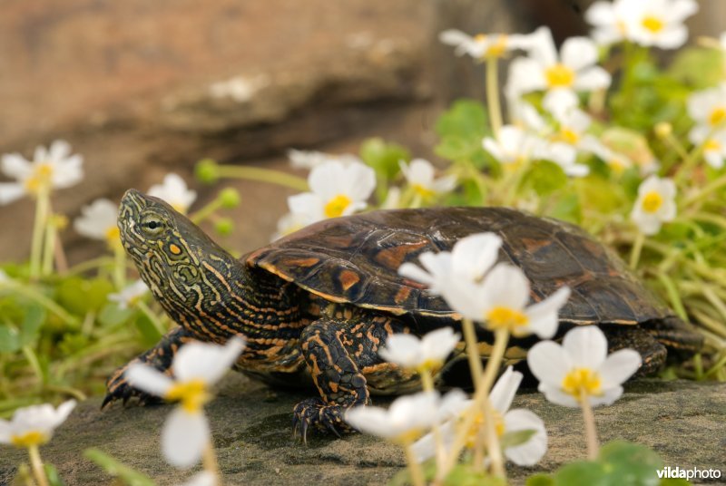 Moorse beekschildpad