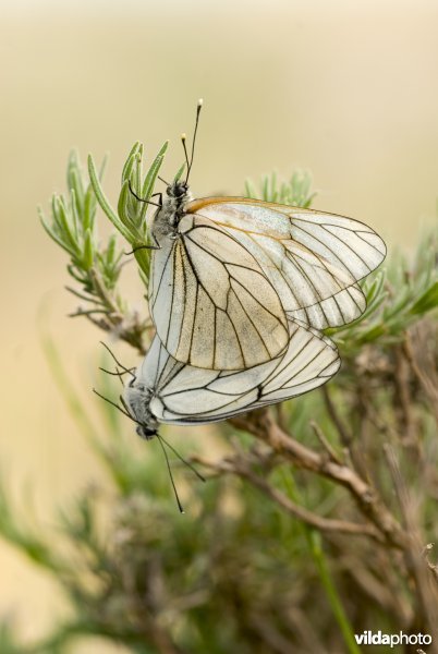 Parende Groot geaderd witjes