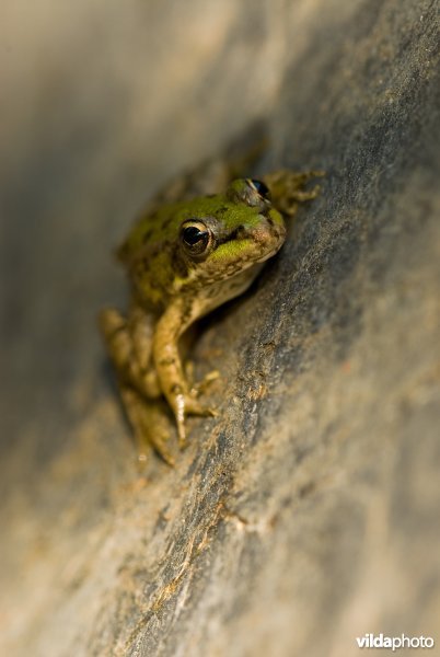 Iberische groene kikker