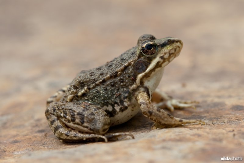 Iberische groene kikker