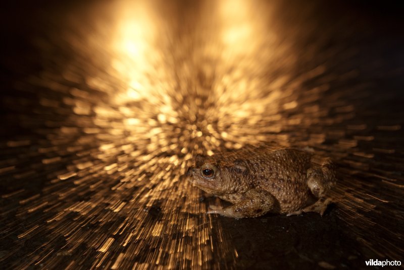 Pad in de koplampen van een naderende auto