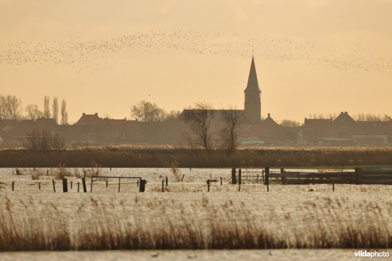 Overstroomde Noordschotebroek