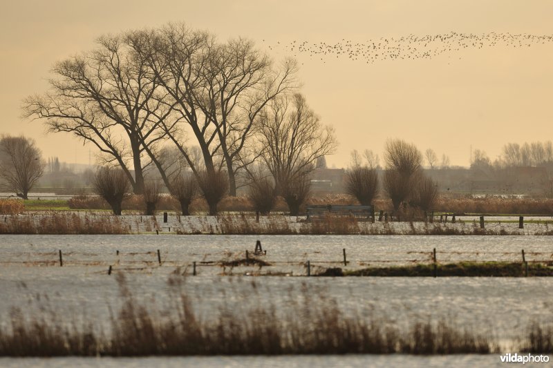 Overstroomde Noordschotebroek