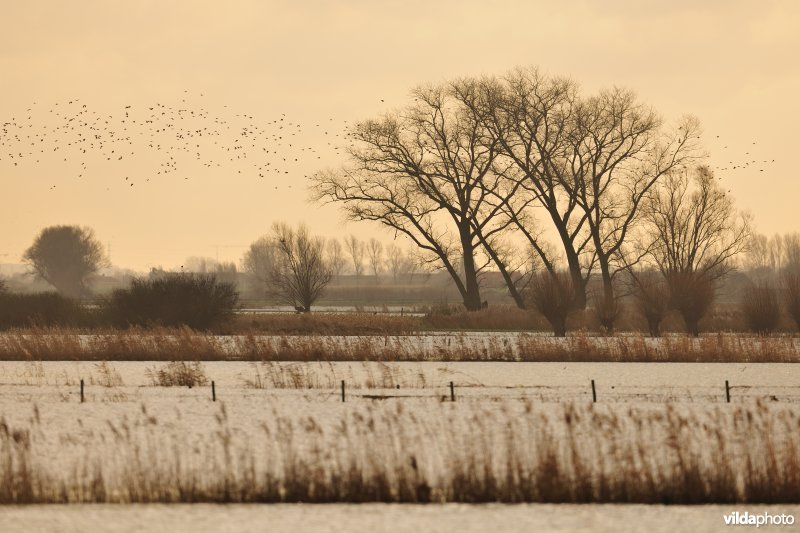 Overstroomde Noordschotebroek