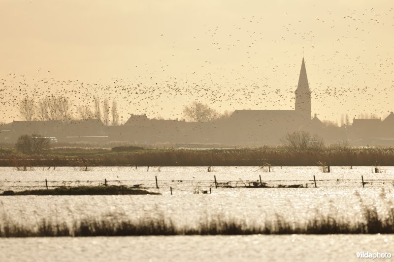 Overstroomde Noordschotebroek