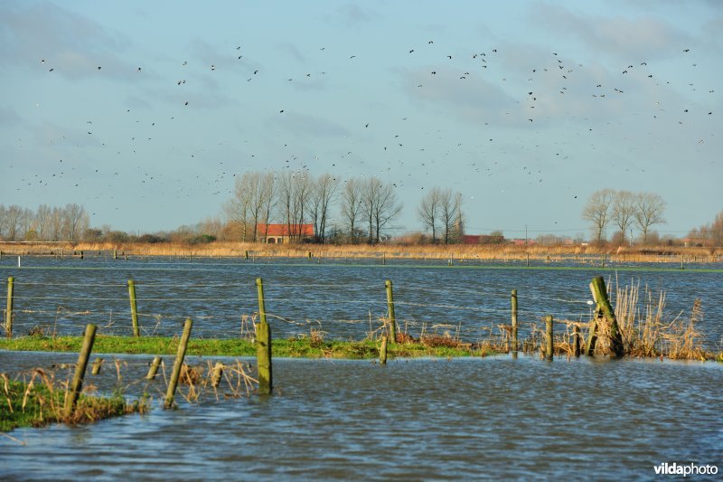 Overstroomde Noordschotebroek