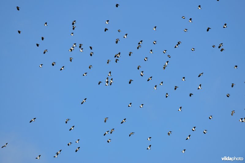 Overwinterende Kieviten boven Noordschotebroek