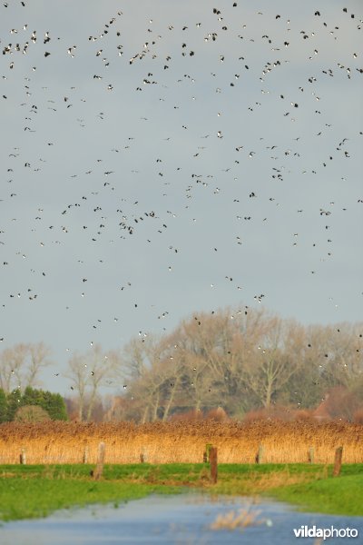 Overstroomde Noordschotebroek