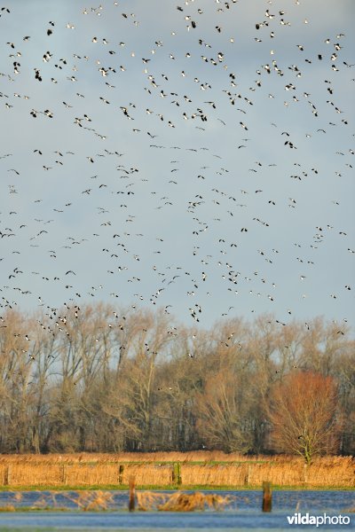 Overstroomde Noordschotebroek